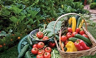 Organic gardening - practical tips