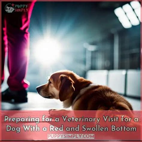 Red And Swollen Dog Bottom Causes Symptoms And Home Care