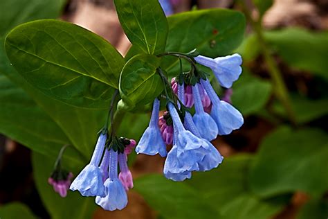 How To Grow Mertensia — Virginia Bluebells Garden Chronicle