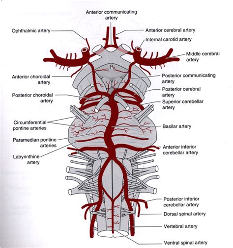 Healthy Ranula Central Nervous Systemcns Blood Supply