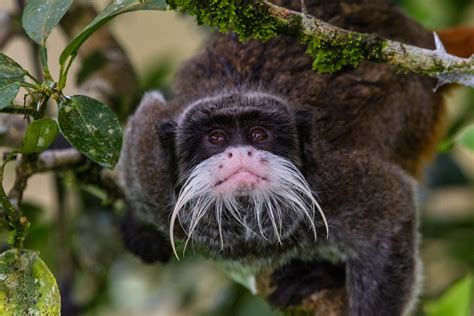 Macacos São Fotografados Em Várias Expedições à Amazônia Por