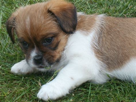 Jack Russell Cross Shih Tzu Dog Mixpost