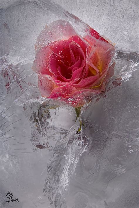 Frozen Flowers Ice Rose Still Life Photography Creative Photography
