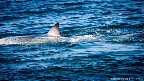 2 great white sharks spotted near north carolina coast abc11 raleigh durham