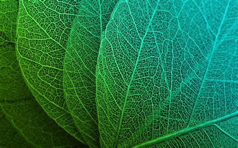 Download Nature Leaf Hd Wallpaper