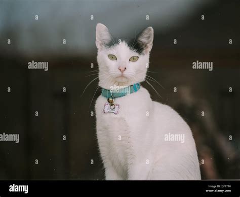 Black And White Cat Looking Through Window Stock Photo Alamy