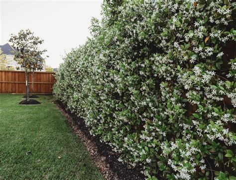 Star Jasmine Wall All Your Questions Answered