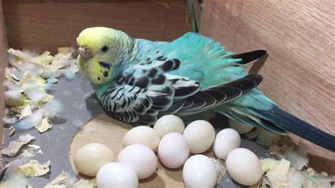 A Budgie With Too Many Eggs Youtube
