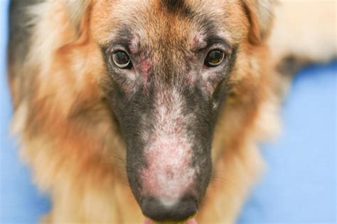 Dermatitis En Perros O Atopia Canina ¿qué Es