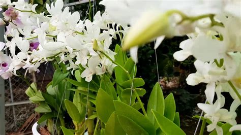 I think you are onto something with the regular soiless mix compacting over time and looking for a long term. Orchids need coconut husk | Planting orchids by coconut ...