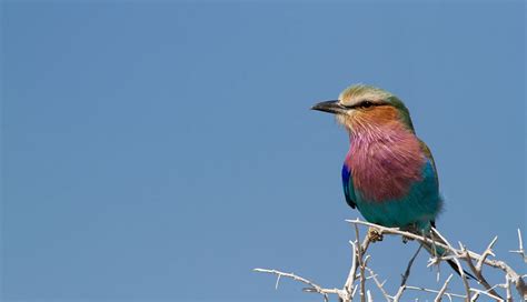 A Guide To Bird Watching In The Kruger National Park Birding Guides