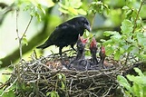 Cuervo - Características, Hábitat y Reproducción ️