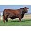 How Beefmaster Cattle Can Improve Your Herd  Texas Landowners Association
