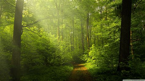 Free Download Beautiful Nature Image Green Forest 4k Hd Desktop Wallpaper 2560x1440 For Your