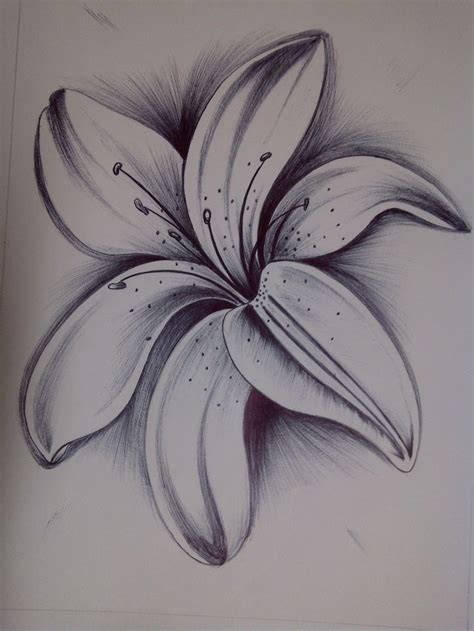 Pin By Greycimar On Flores Dibujo Pencil Drawings Of Flowers Lilies