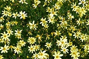 Moonbeam Coreopsis is a perennial that produces small yellow flowers.