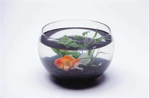 Welcome To Life In The Fishbowl The Denver Post