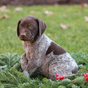 If you are unable to find your german shorthaired pointer puppy in our puppy for sale or dog for sale sections, please consider looking thru thousands of german shorthaired pointer dogs for adoption. German Shorthaired Pointer puppy for sale in GAP, PA. ADN ...