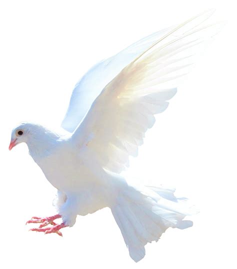 Pigeon Png Transparent Image Download Size 1750x1991px