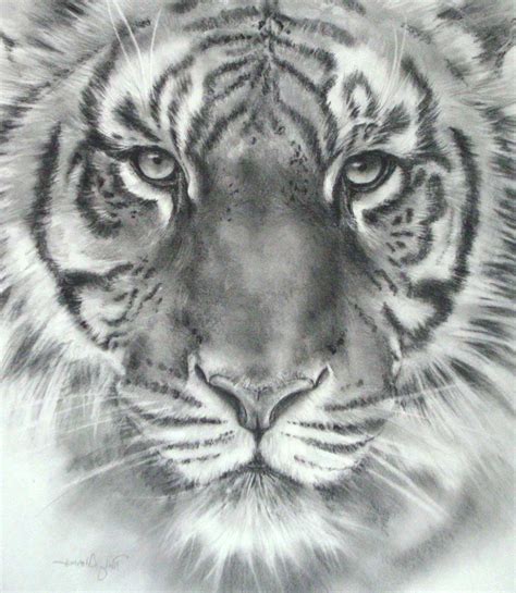 Tiger Face Sketch At Paintingvalley Com Explore Collection Of Tiger