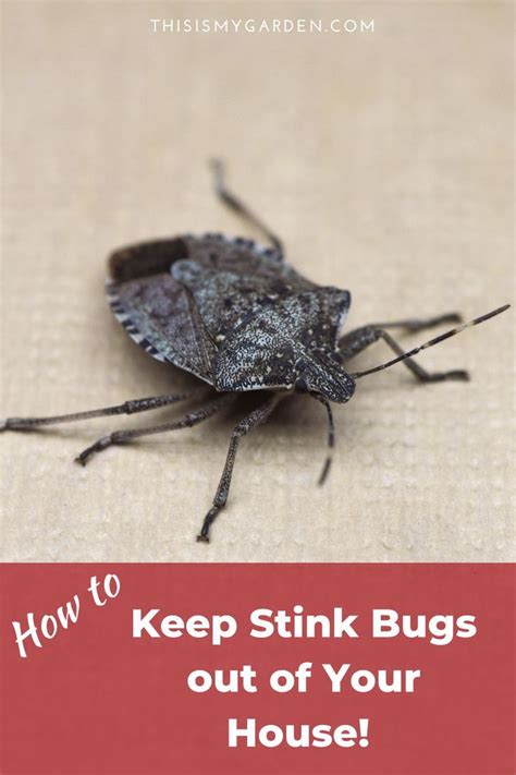 How To Keep Stink Bugs Out Of Your House Stink Bugs Bugs Stink