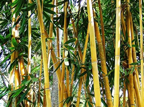 Choisir Une Vari T De Bambou Bien Adapt E