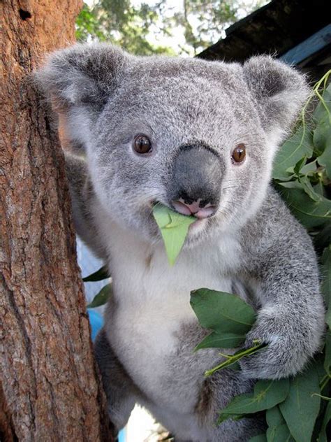 Pin By Dawn Yoder On ᵔᴥᵔ Koala Republic ღ Koala Meme Bones Funny