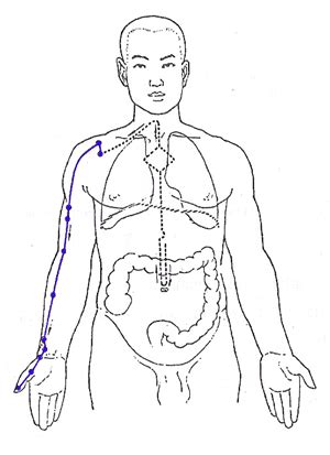 The large intestine relationship to the lungs makes it equally affected by the emotions of sadness, grief, and worry. Lung Meridian - Controls Breath and Energy