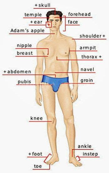 Human Body Parts Pictures With Names Body Parts Vocabulary Leg Head Face Artofit