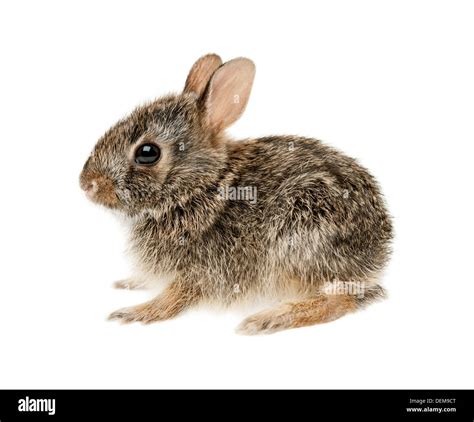 Portrait Of Baby Cottontail Bunny Rabbit Isolated On White Background