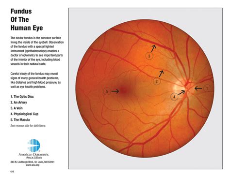 RETINA ANATOMY | Eye Desire Eye Care and Optical Boutique