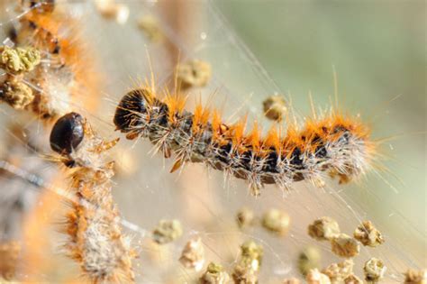 France Invaded By Hairy Stinging Caterpillars The Local