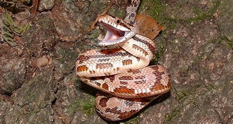 Plain Ol Texas Rat Snakes Basically Match Vipers For Speed Science News