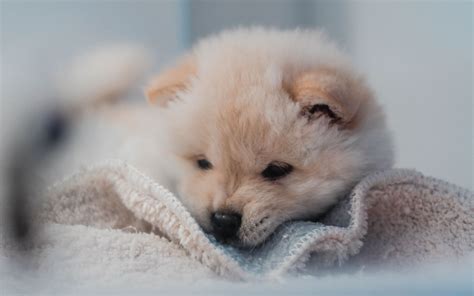 Download Wallpaper 3840x2400 Puppy Dog Cute Fluffy Pet