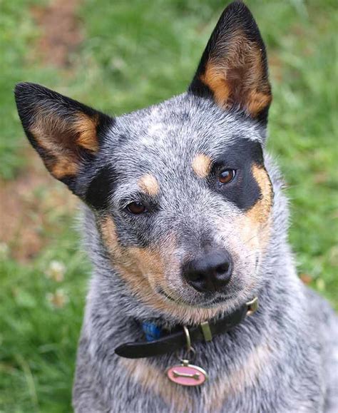 Blue Heeler Pictures All Individually Marked Heeler Puppies Bulldog
