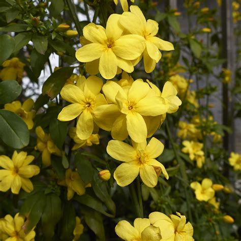 Florida Winter Blooming Plants