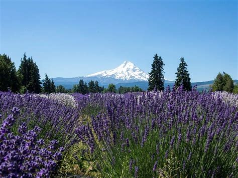 8 Stunning Lavender Farms And Fields To Visit Trips To Discover