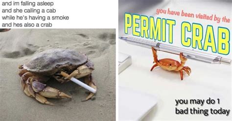 18 Crab Memes To Enjoy Before We Humans Undergo Crabification