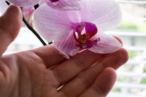 Women Hand Holding Pink Orchid Flower Close Up Stock Image Image Of