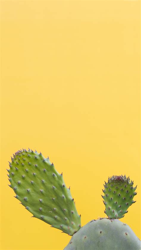 21 Cactus Iphone Wallpapers Wallpaperboat