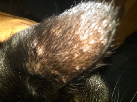 Ringworm In Cats Ears Pictures