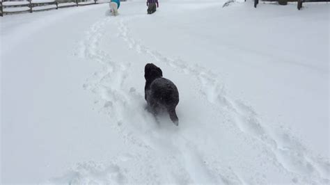 Chocolate Labrador Loves The Snow Youtube