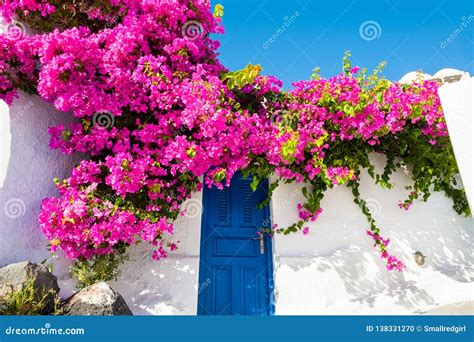 Pink Flowers On The Facade Of The House Santorini Island Greece Stock
