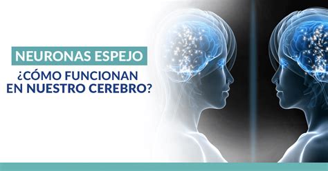 Neuronas Espejo ¿cómo Funcionan En Nuestro Cerebro