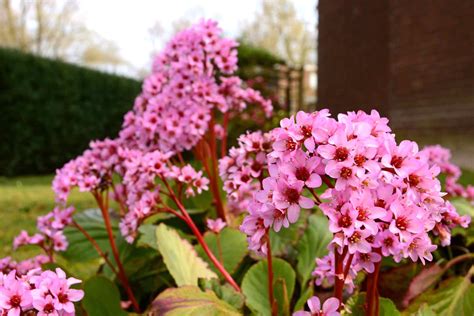 Perennial Spring Flowers For Early In The Season