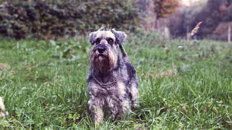 What Health Problems Do Miniature Schnauzers Have