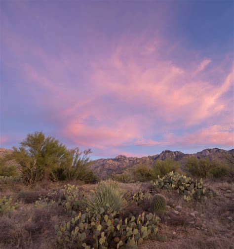 Sonoran Desert At Sunset Catalina State Park Arizona Usa Poster Print
