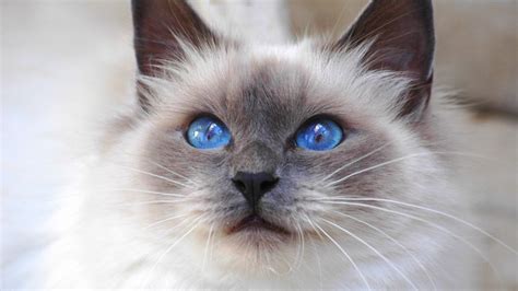 20 Fun Facts You Didnt Know About Birman Cats