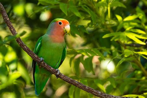 Rosy Faced Lovebird 11 Facts About The Peachy Lovers