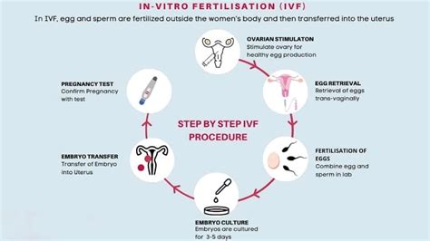 What Are The 5 Stages Of Ivf Test Tube Baby Bright Cures